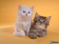/album/fotogaleria/obrazky-4ever-sk-macka-9776355-jpg/